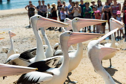 BIG4 Phillip Island Caravan Park - QLD Tourism 11