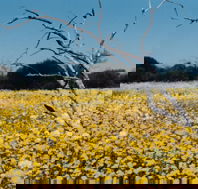 Wooleen Station - QLD Tourism