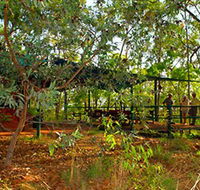 Arnhemland Barramundi Nature Lodge - QLD Tourism