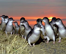 BIG4 Phillip Island Caravan Park - QLD Tourism 1