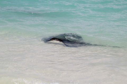 Hamelin Bay Holiday Park - QLD Tourism 1