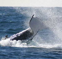 Whale Watching Sydney - Queensland Tourism