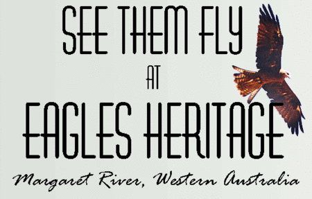 Eagles Heritage Raptor Wildlife Centre - Queensland Tourism