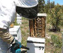 The House of Honey - QLD Tourism