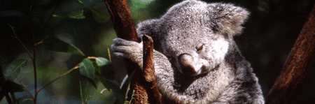 Koala and River Cruise by Mirimar Cruises - Queensland Tourism