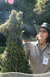 Roma Street Parkland - QLD Tourism 1