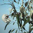 Dianne Tanzer Gallery & Projects - QLD Tourism 1