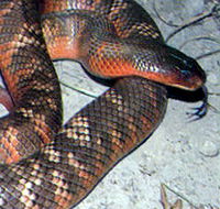 Armadale Reptile  Wildlife Centre - QLD Tourism