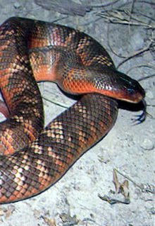 Armadale Reptile & Wildlife Centre - QLD Tourism 0
