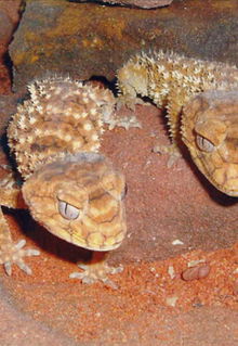 Armadale Reptile & Wildlife Centre - QLD Tourism 1