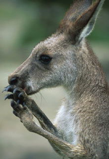Armadale Reptile & Wildlife Centre - QLD Tourism 2