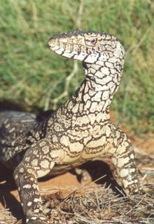 Armadale Reptile & Wildlife Centre - QLD Tourism 3