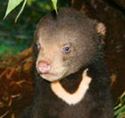 Perth Zoo - Queensland Tourism 0