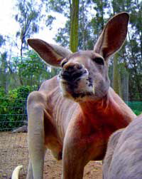 Birdland Animal Park - QLD Tourism 3