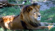 Mogo Zoo - QLD Tourism 1