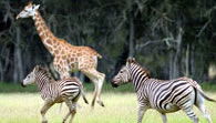 Mogo Zoo - QLD Tourism 2