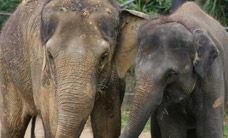 Melbourne Zoo - Queensland Tourism 3