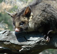 Moonlit Sanctuary Wildlife Conservation Park - QLD Tourism