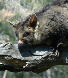 Moonlit Sanctuary Wildlife Conservation Park - QLD Tourism 0