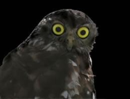 Moonlit Sanctuary Wildlife Conservation Park - QLD Tourism 1