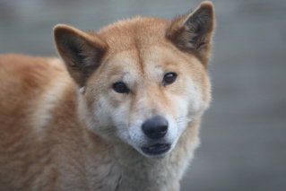 Moonlit Sanctuary Wildlife Conservation Park - QLD Tourism 3