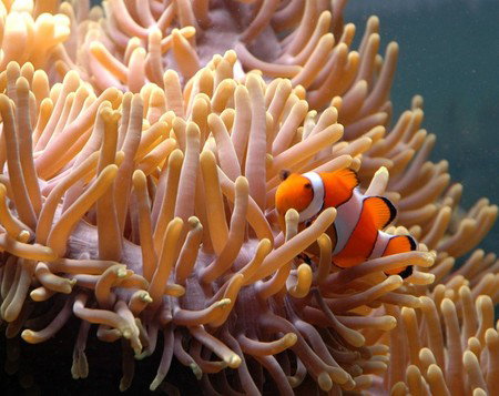 Reef HQ Great Barrier Reef Aquarium - QLD Tourism 0
