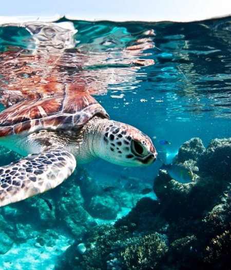Reef HQ Great Barrier Reef Aquarium - QLD Tourism 1