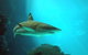 Reef HQ Great Barrier Reef Aquarium - thumb 2