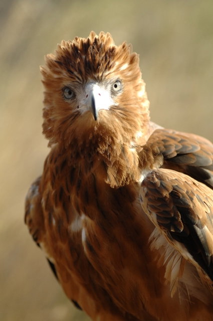 Alice Springs Desert Park - QLD Tourism 0