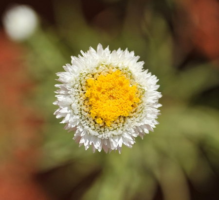 Alice Springs Desert Park - QLD Tourism 1