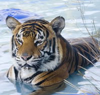 Zoo Doo Wildlife Park - Queensland Tourism