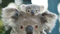  Queensland Tourism