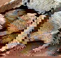 Alice Springs Reptile Centre - Queensland Tourism