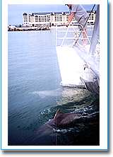 Temptation Sailing - QLD Tourism 1