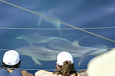 Temptation Sailing - QLD Tourism 2