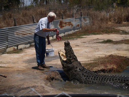 Koorana Saltwater Crocodile Farm - Queensland Tourism 1