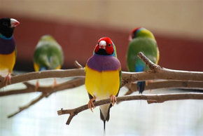 Kyabram Fauna Park - Queensland Tourism 1