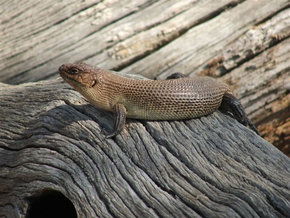 Kyabram Fauna Park - Queensland Tourism 2