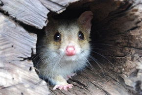 Kyabram Fauna Park - Queensland Tourism 3