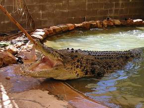 Wyndham Zoological Gardens And Crocodile Park - Queensland Tourism 0