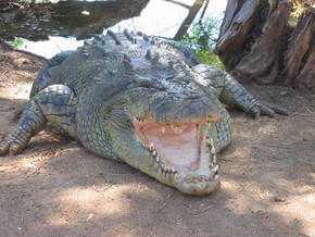 Wyndham Zoological Gardens And Crocodile Park - Queensland Tourism 2