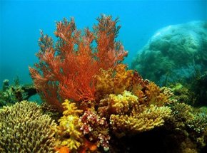 Three Islands Whale Shark Dive - Queensland Tourism 0