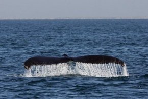 Three Islands Whale Shark Dive - Queensland Tourism 1