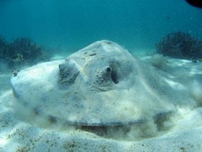 Three Islands Whale Shark Dive - Queensland Tourism 2