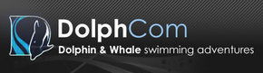 Dolphcom - Dolphin & Whale Swimming Adventures - Queensland Tourism 0