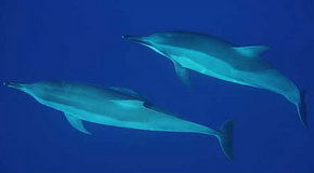 Dolphcom - Dolphin & Whale Swimming Adventures - Queensland Tourism 3