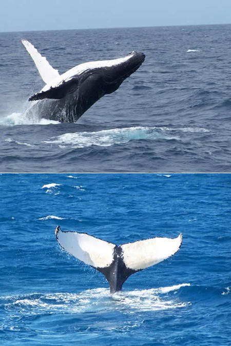 Mills Charters Fishing And Whale Watch Cruises - QLD Tourism 3