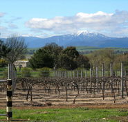 Buller View Wines - QLD Tourism