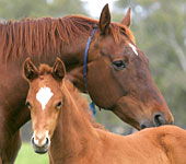  Queensland Tourism