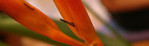 Darlinghurst NSW Queensland Tourism